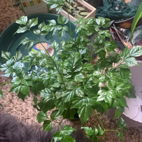 China Doll Plant  Disease - Image 5