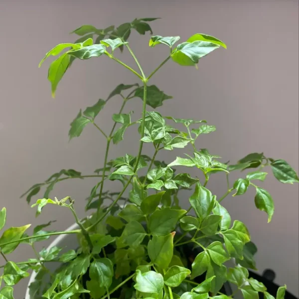 China Doll Plant  Disease - Image 4