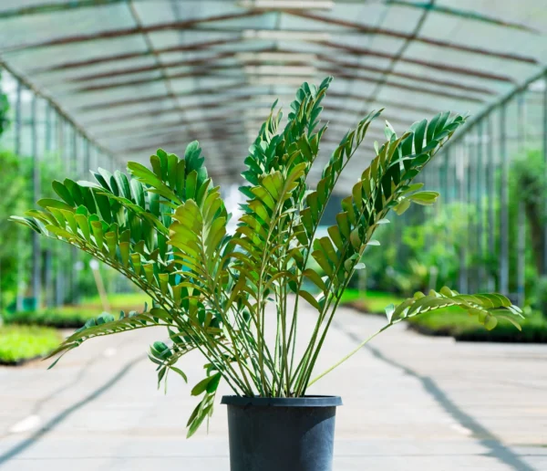 Zamia with pot & outdoor zamia - Image 4
