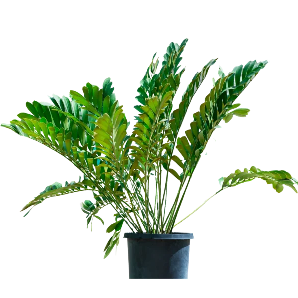 Zamia with pot & outdoor zamia - Image 3