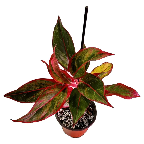 aglaonema Sumatra - Image 3