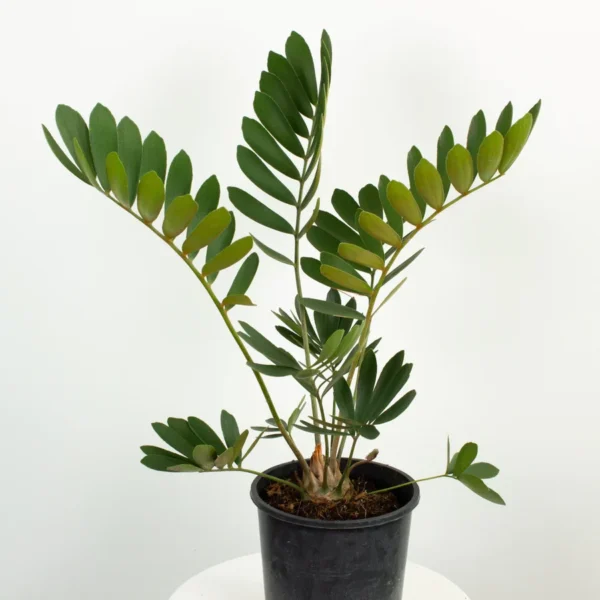 Zamia with pot & outdoor zamia - Image 2