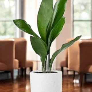 Aspidistra