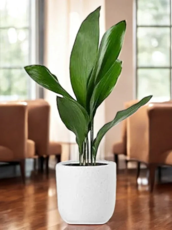 Aspidistra