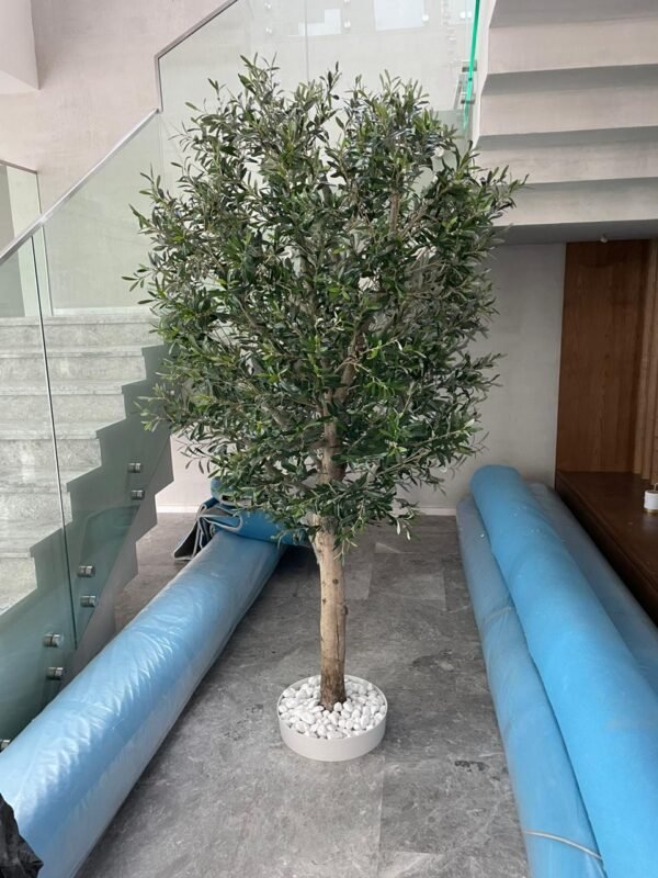 Kentia Plants (1.5cm Hight) - Image 4