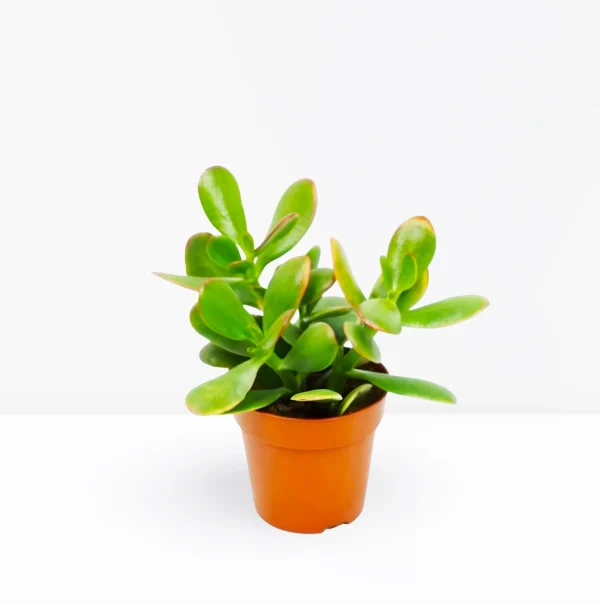 Jade plant - Image 3