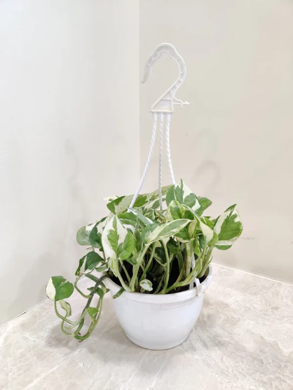Money plant with white fiber pot - Image 5