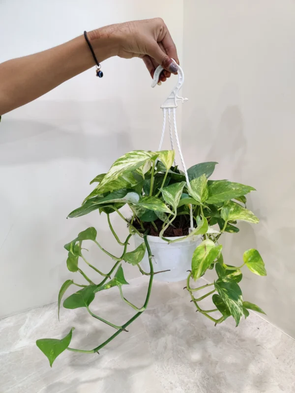 Money plant with white fiber pot - Image 2