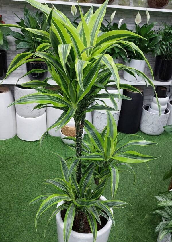 Lemon lime - Image 7