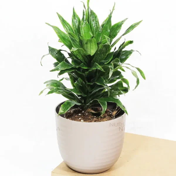 Dracaena deremensis - Image 7