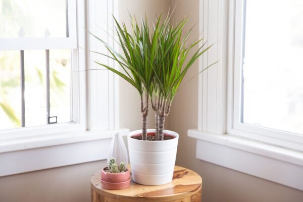 Dracaena deremensis - Image 6
