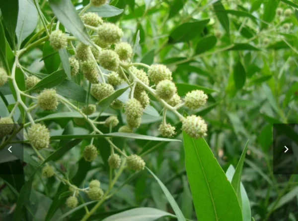 Damas Plant - Image 5