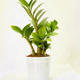 Zamia with pot & outdoor zamia