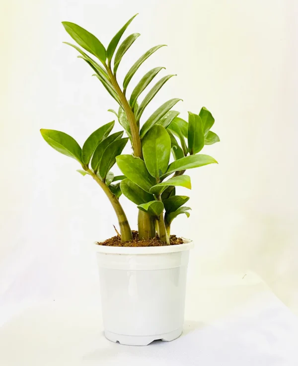Zamia with pot & outdoor zamia