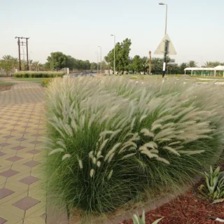 Pennisetum