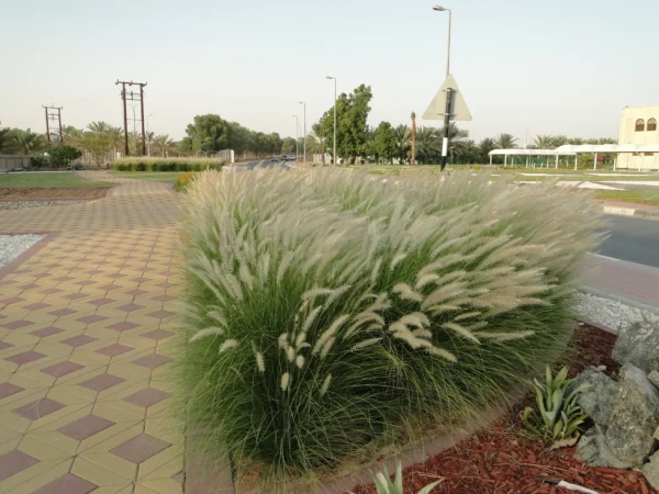 Pennisetum