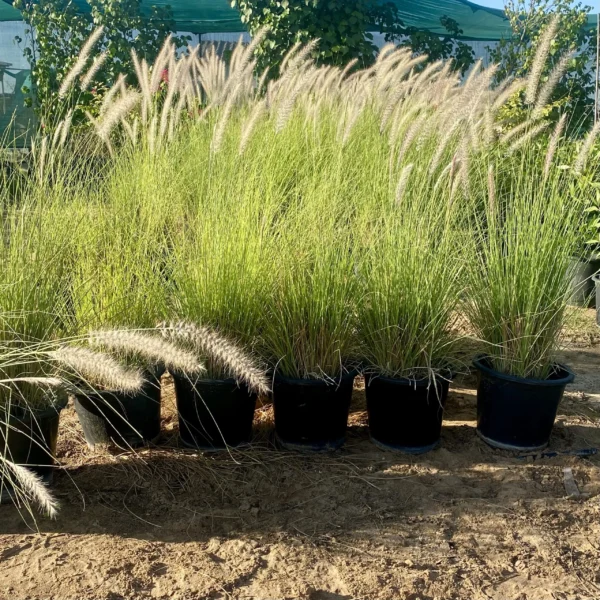 Pennisetum - Image 5