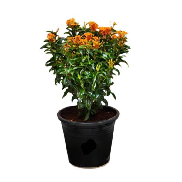 Live medium Ixora - Image 2