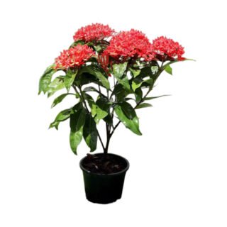 Live medium Ixora