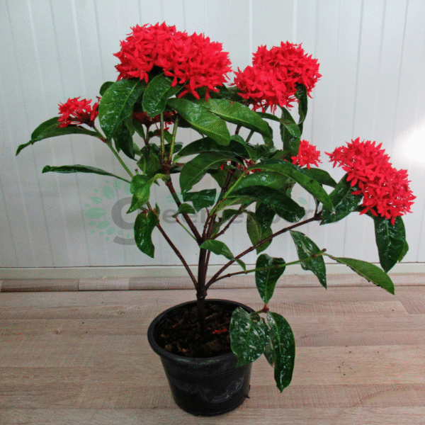Xora Coccinea - Image 2