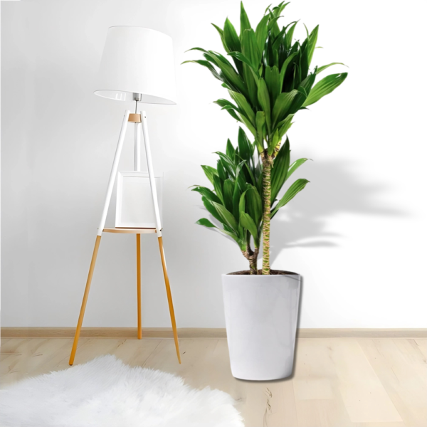 Janet Craig  plant