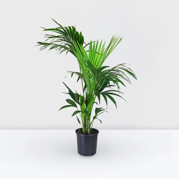 howea forsteriana (1.5CM H) - Image 7
