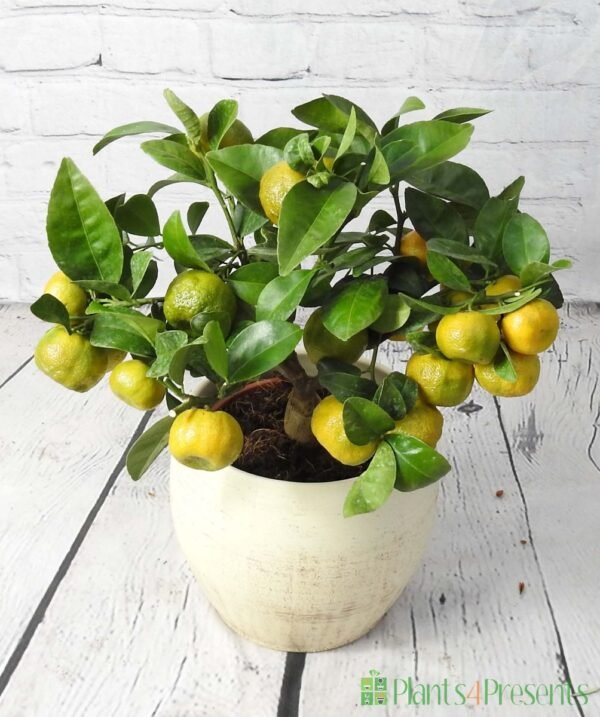 Lemon plants - Image 7