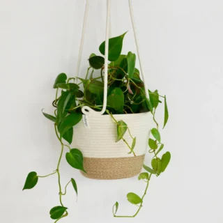Money plant with white fiber pot