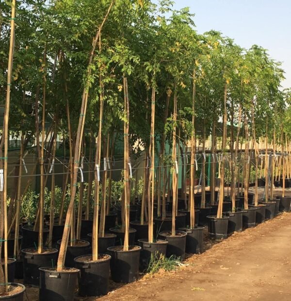 Millingtonia trees - Image 5