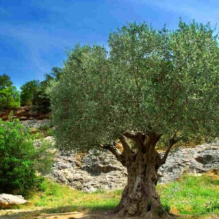 Olive trees