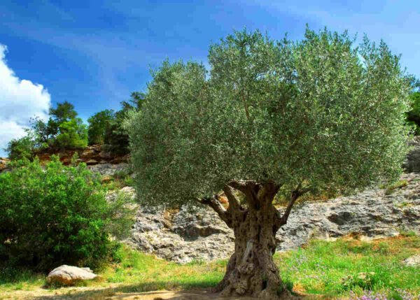 Olive trees