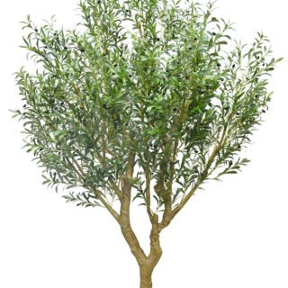 Kentia Plants (1.5cm Hight)