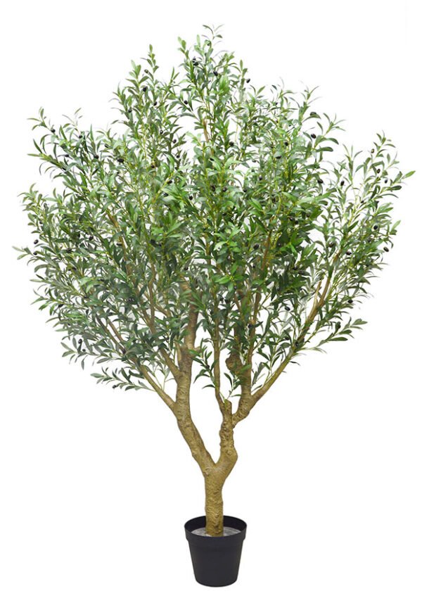 Kentia Plants (1.5cm Hight)