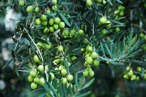 Olive trees - Image 4