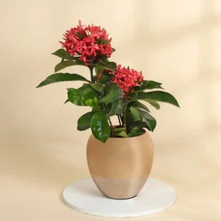 Xora Coccinea