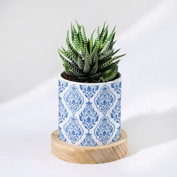 Haworthia - Image 3