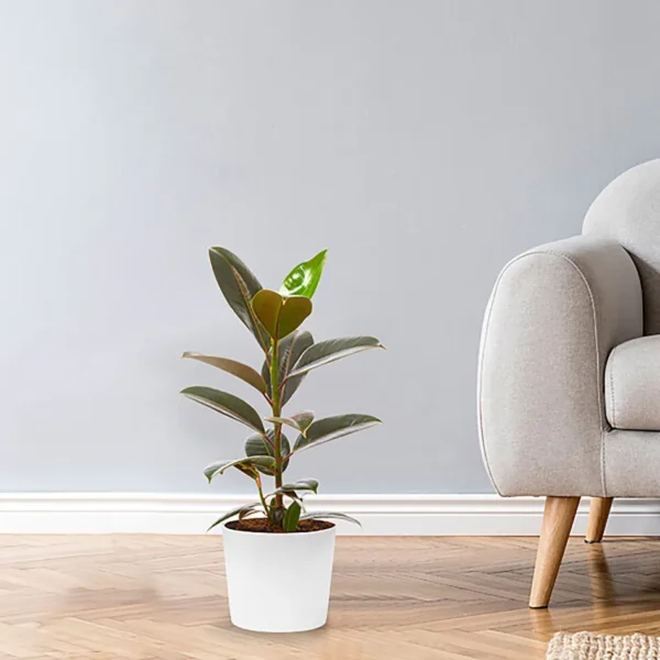 Ficus Robusta - Image 5