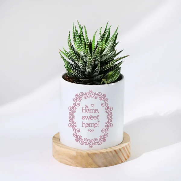 Haworthia - Image 4