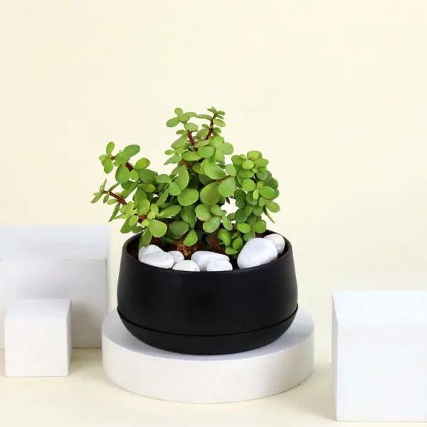 Jade plant - Image 6