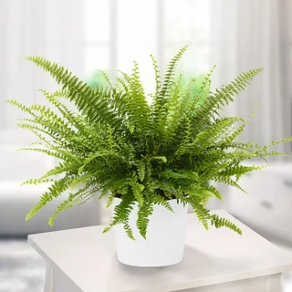 Fern Leaves