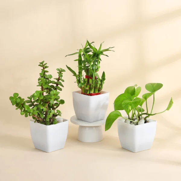 Jade plant - Image 4