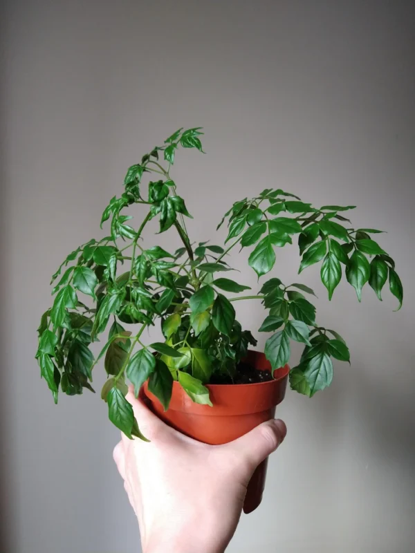 China Doll Plant  Disease - Image 3