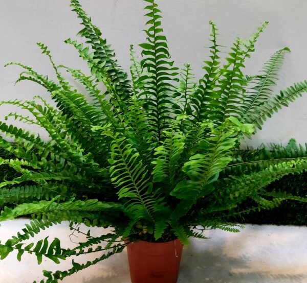 Nephro plant - Image 3