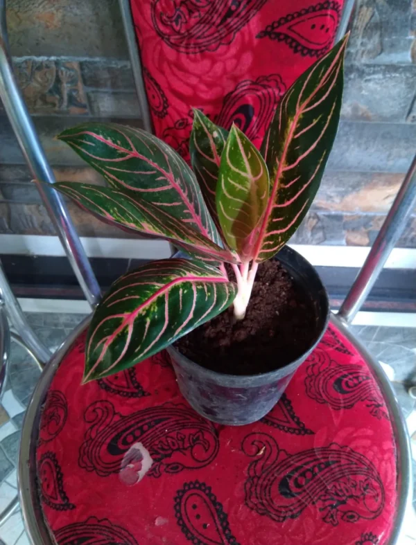 aglaonema Sumatra - Image 6