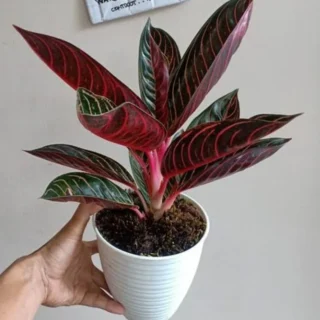 aglaonema Sumatra