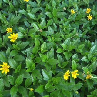 Vadelia plants