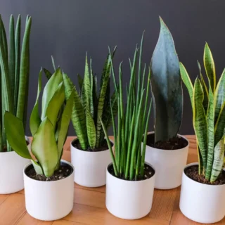 Table top snake plants
