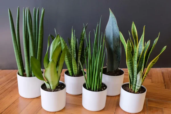 Table top snake plants