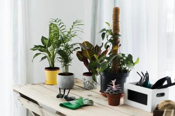 Damas Plant - Image 4