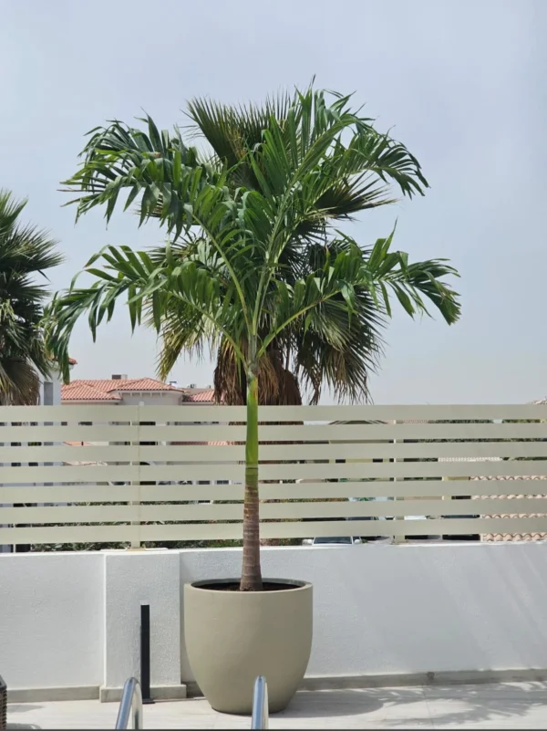 Royal palm trees - Image 3